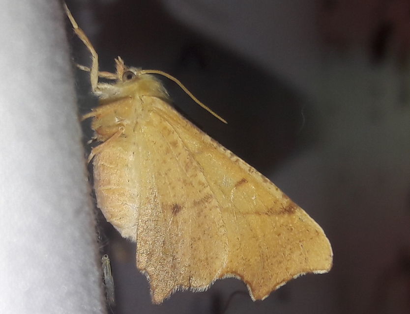 Ennomos erosaria - hársfa-levélaraszoló