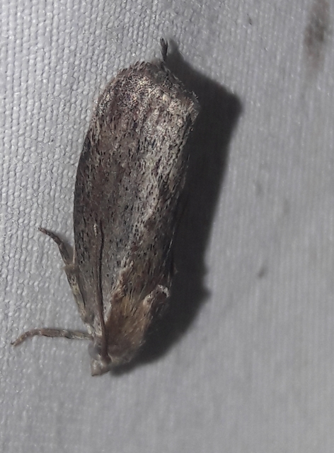 Galleria mellonella - nagy viaszmoly