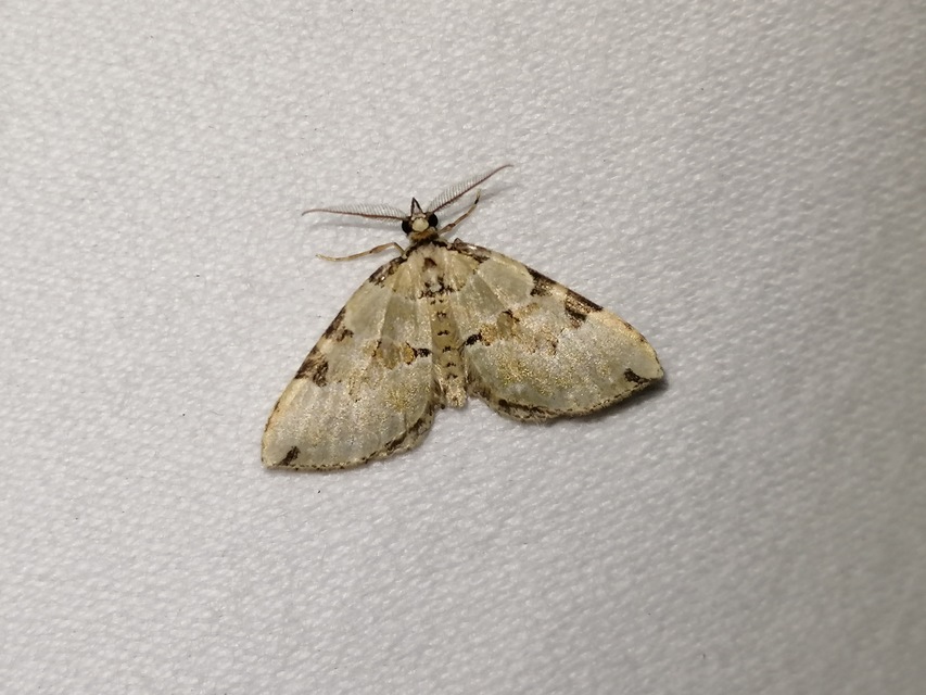 Colostygia pectinataria - zöld levélaraszoló