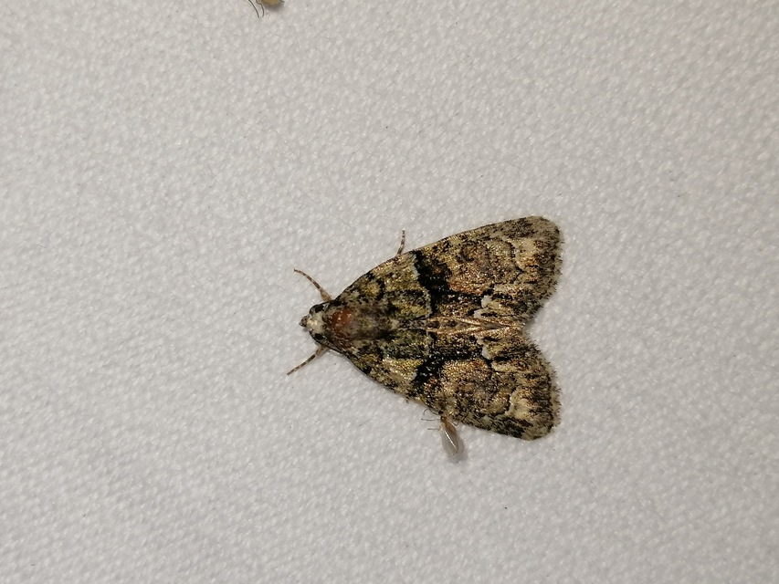 Cryphia algae - sárgászöld zuzmóbagoly