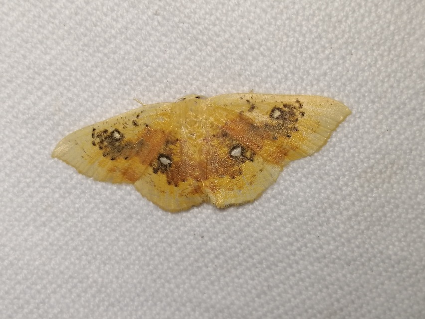 Cyclophora albiocellaria - juhar-pettyesaraszoló