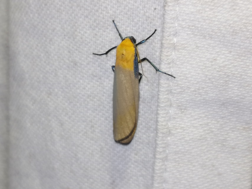 Lithosia quadra - négypettyes zuzmószövő