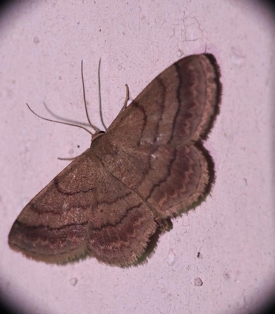 Scopula rubiginata - réti pirosaraszoló