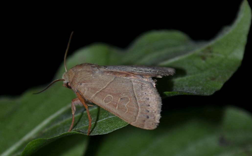 Mesogona acetosellae - madársóskabagoly