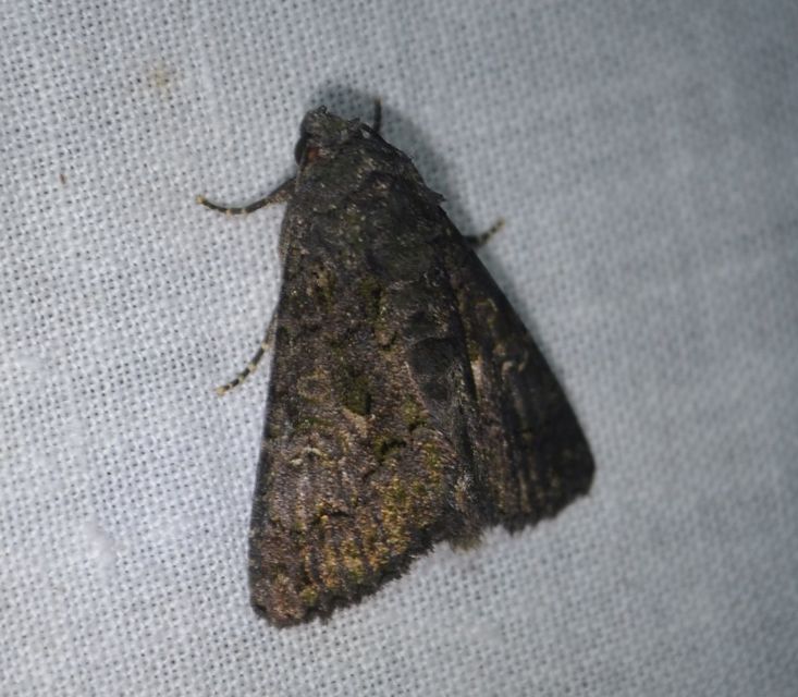 Anophia leucomelas - déli folyófűbagoly