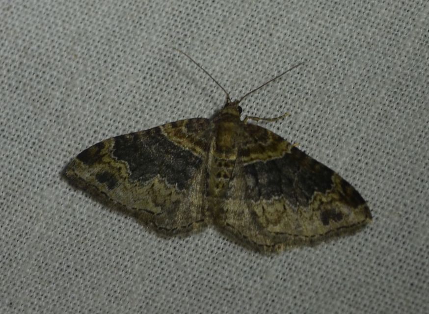 Xanthorhoe ferrugata - kerti tarkaaraszoló