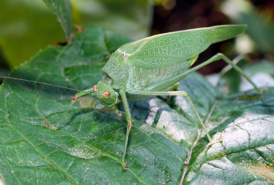 Phaneroptera nana - pontozott repülőszöcske