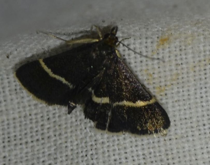 Pyrausta rectefascialis - lengyel kormosmoly