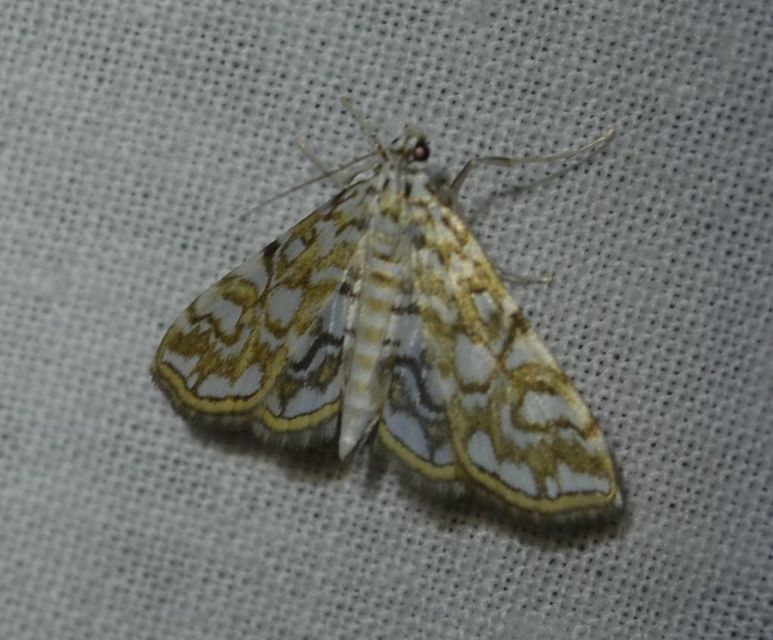 Elophila nymphaeata - tarka vízimoly
