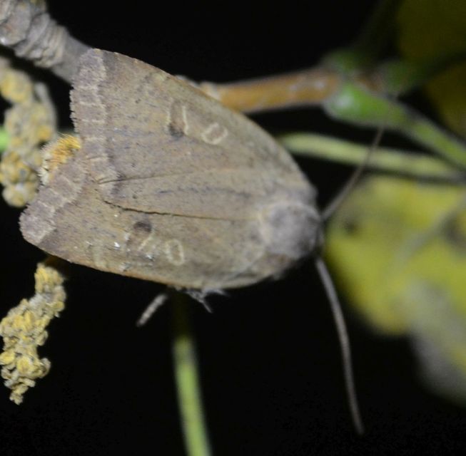 Noctua comes - kis sárgafűbagoly