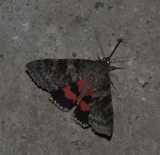 Catocala elocata - közönséges övesbagoly