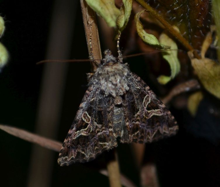 Sideridis rivularis - vörhenyes szegfűbagoly