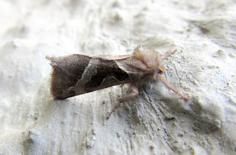 Triodia sylvina - kis gyökérrágólepke