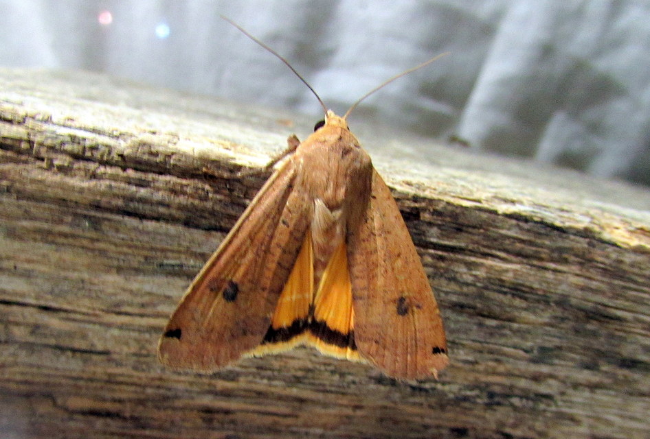 Noctua pronuba - nagy sárgafűbagoly