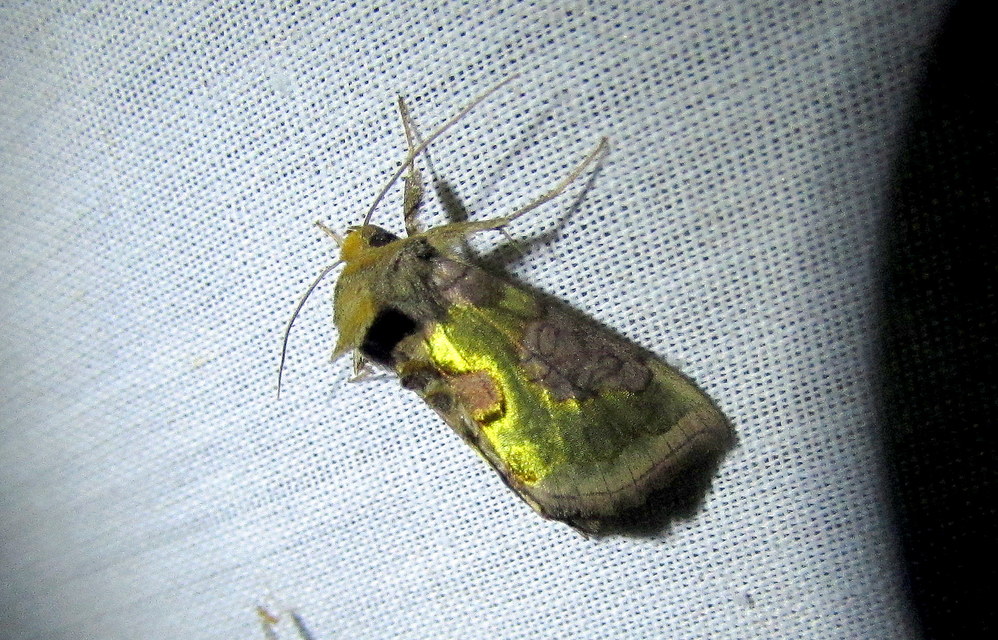 Diachrysia chrysitis/stenochrysis