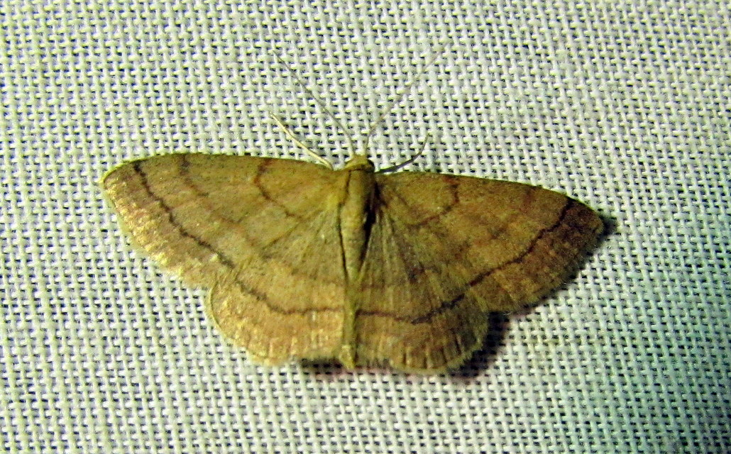 Scopula rubiginata - réti pirosaraszoló
