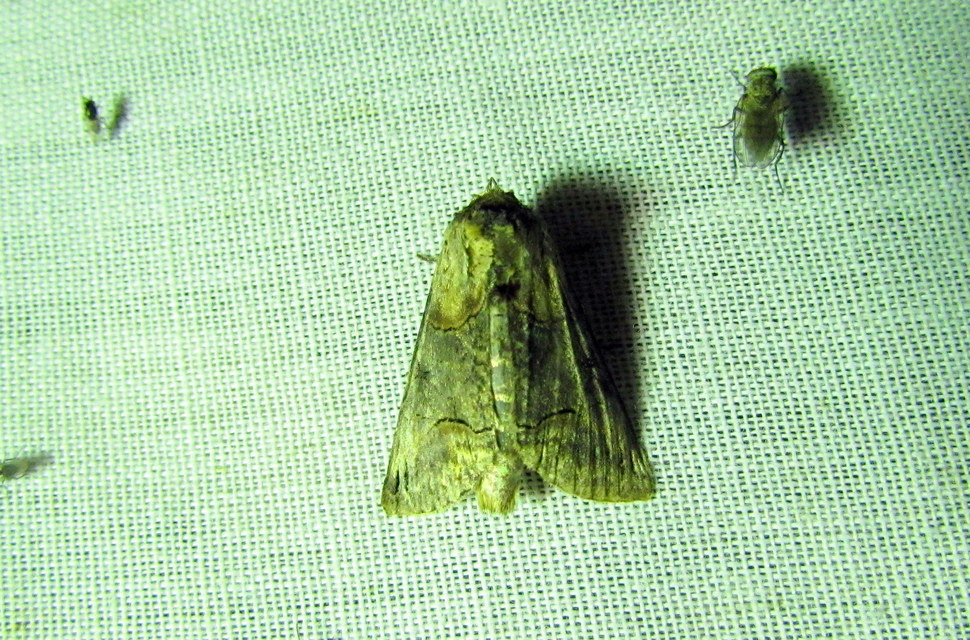 Abrostola triplasia - közönséges csalánbagoly