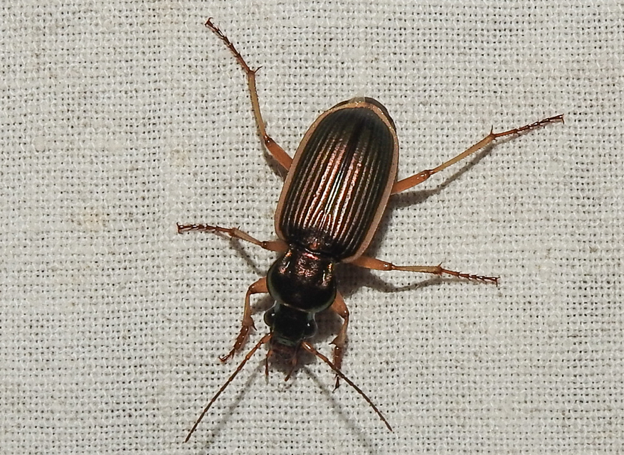 Chlaenius spoliatus - csupasz bűzfutó