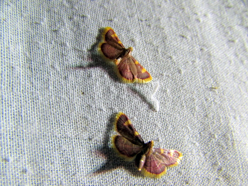 Hypsopygia costalis - szénailonca