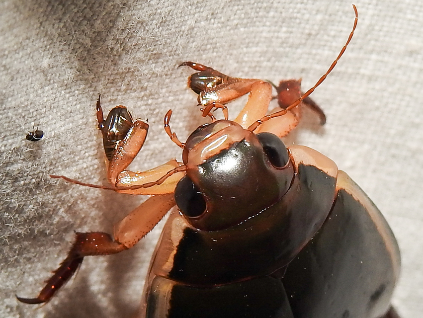 Cybister lateralimarginalis - nagy búvárbogár