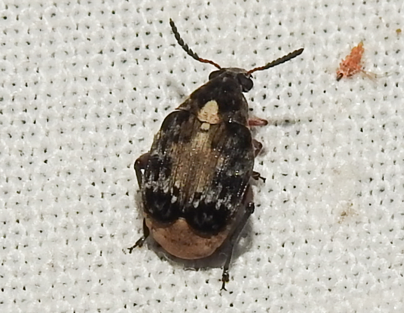 Megabruchidius dorsalis - foltoshátú lepényfazsizsik