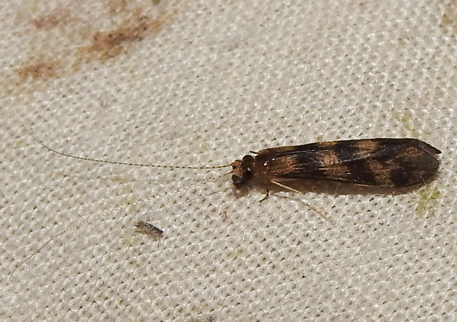 Trichoptera - Tegzesek