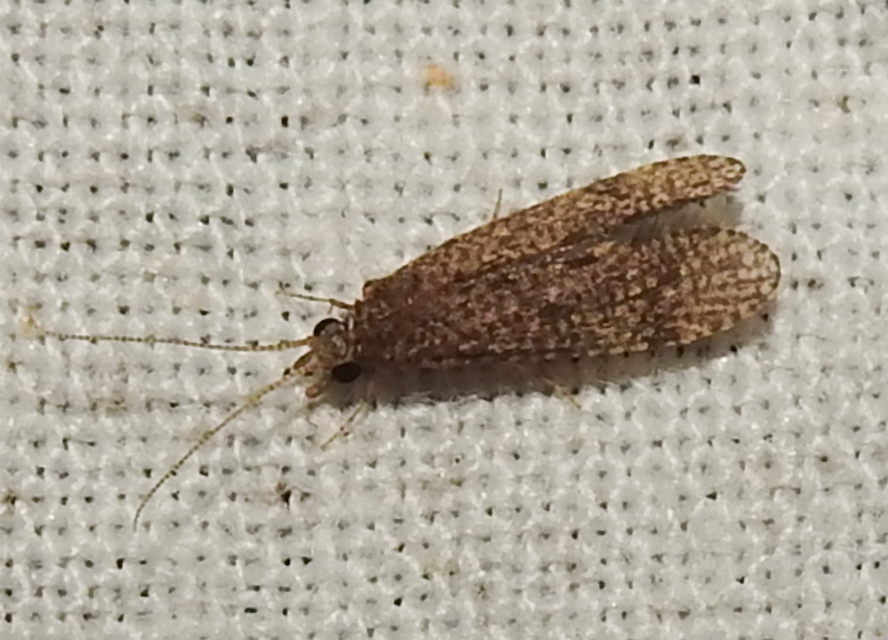 Trichoptera - Tegzesek