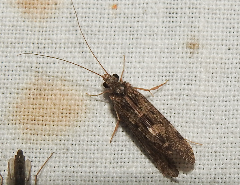 Trichoptera - Tegzesek