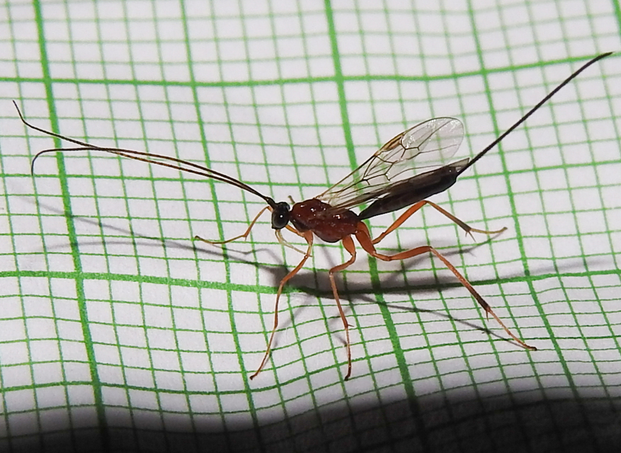 Braconidae - gyilkosfürkészek