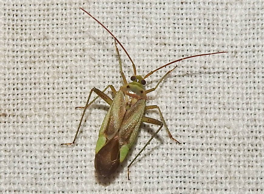 Adelphocoris lineolatus - lucernapoloska