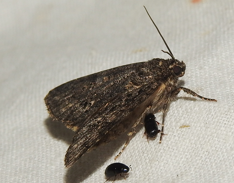 Acronicta rumicis - sóska-szigonyosbagoly