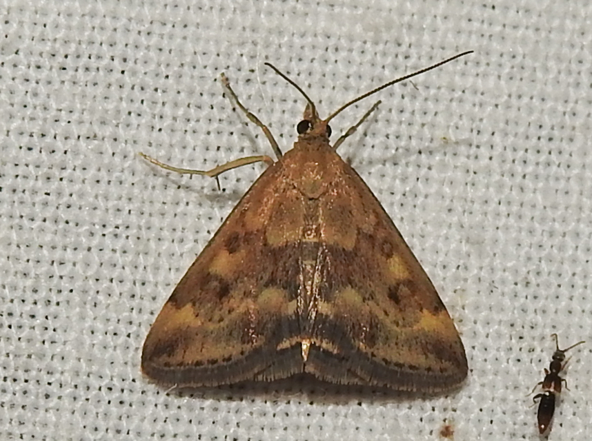 Pyrausta despicata - réti bíbormoly