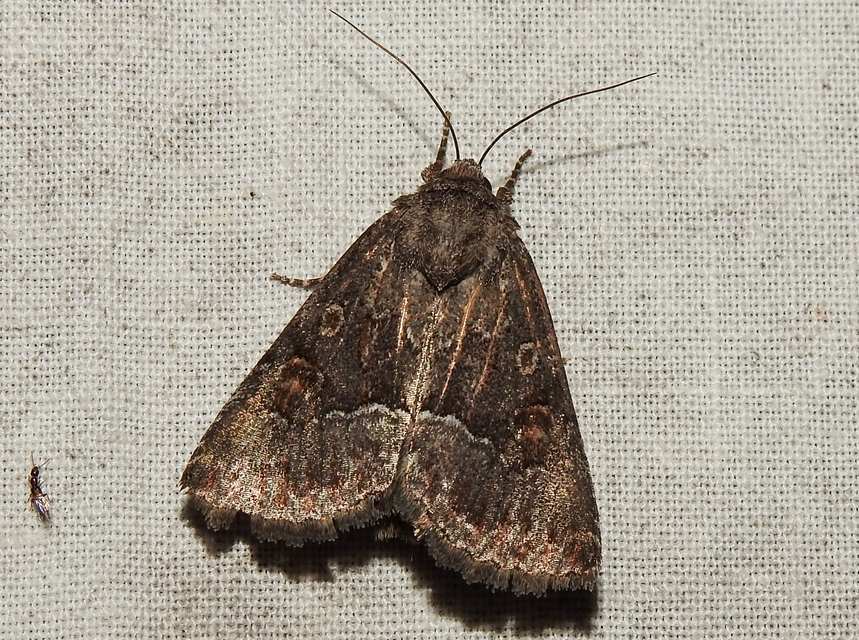 Thalpophila matura - fakó erdeibagoly