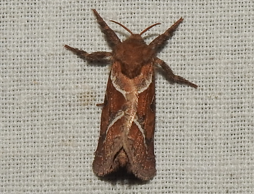 Triodia sylvina - kis gyökérrágólepke