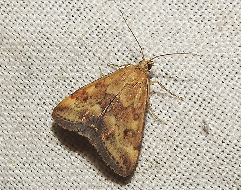 Pyrausta despicata - réti bíbormoly
