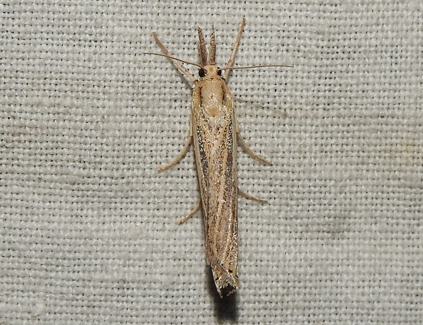 Agriphila