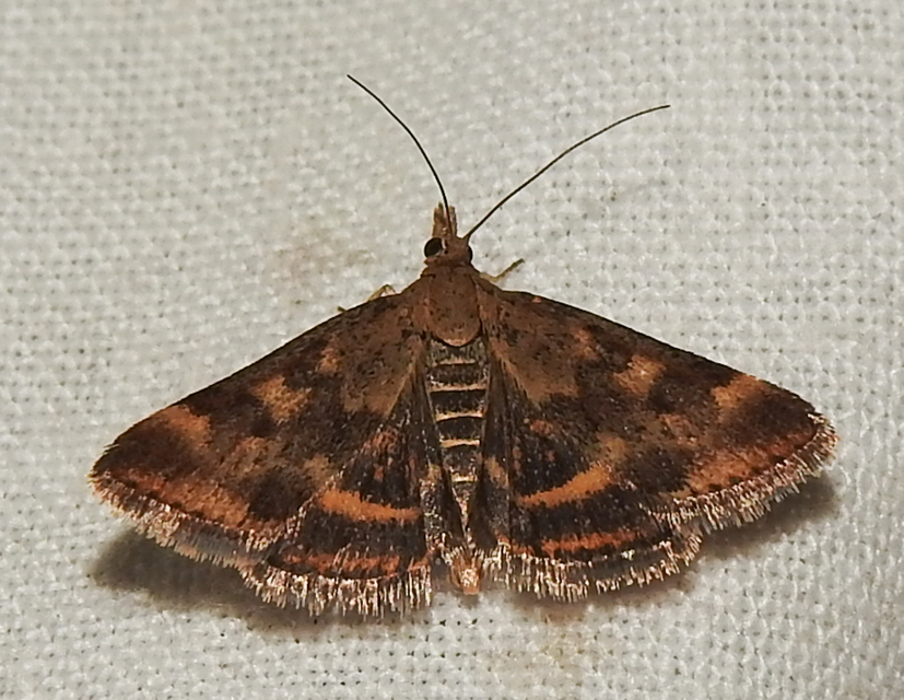Pyrausta despicata - réti bíbormoly
