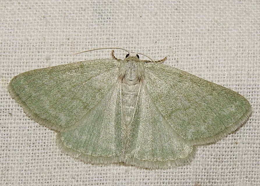 Pseudoterpna pruinata - hamvas zöldaraszoló