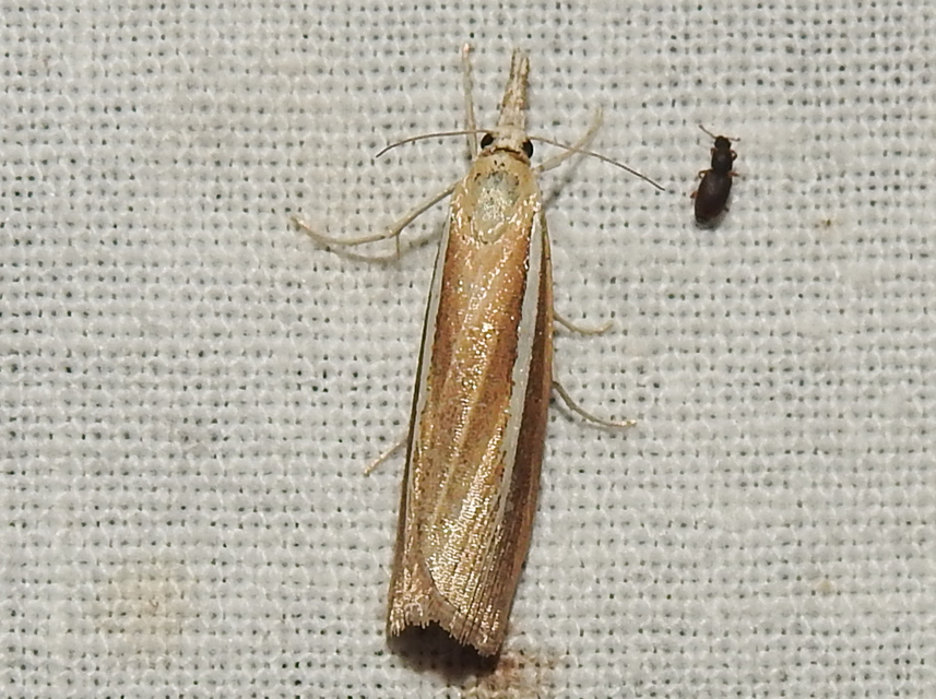 Agriphila