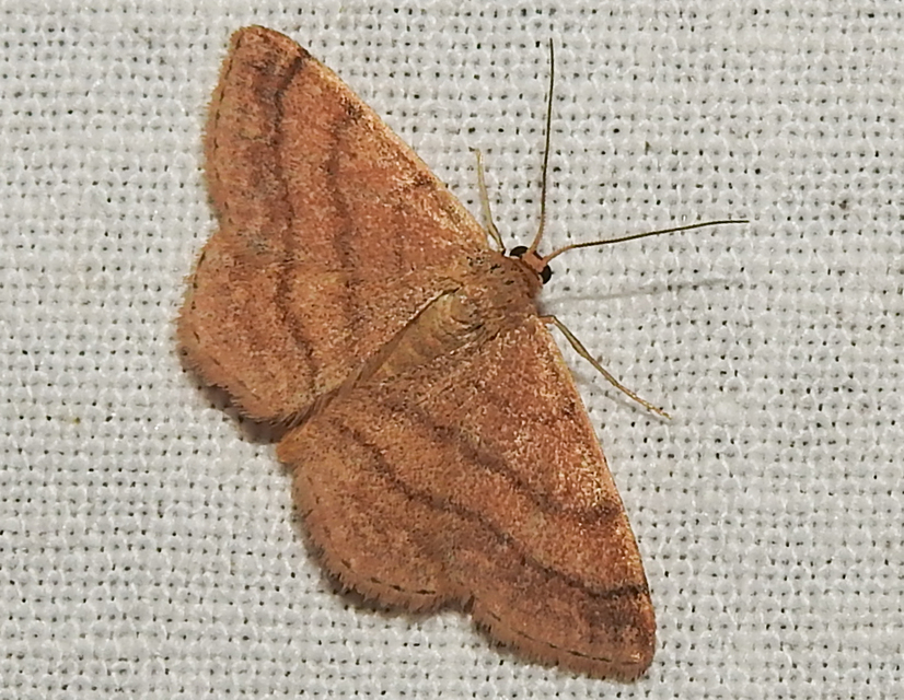 Scopula rubiginata - réti pirosaraszoló