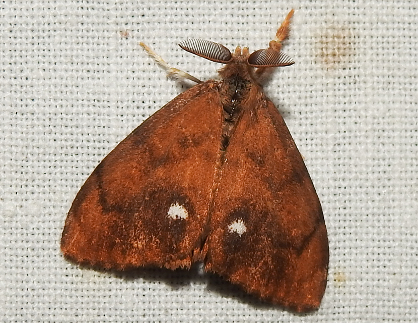 Orgyia antiqua - rozsdabarna kisszövő
