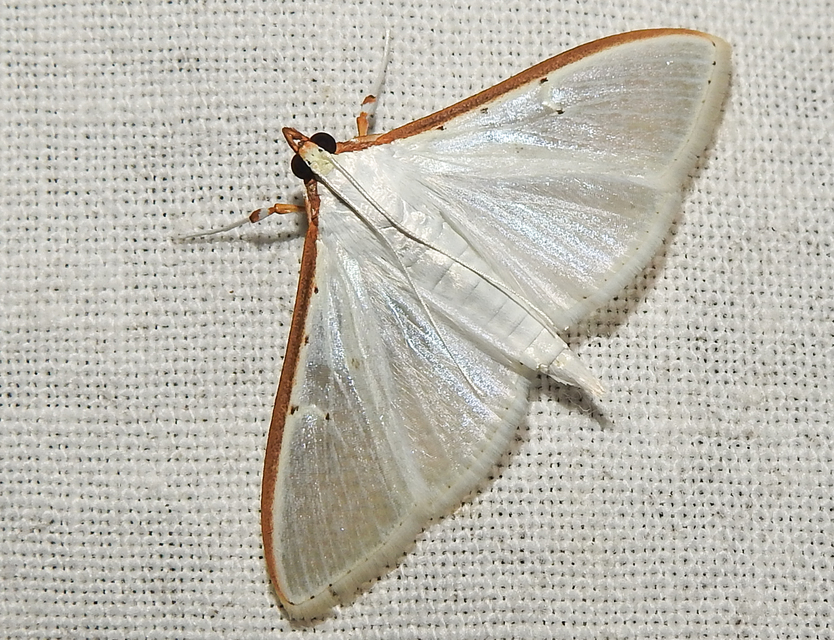 Palpita vitrealis - hófehér tűzmoly