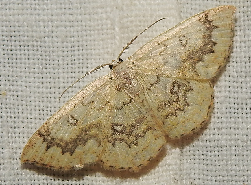 Cyclophora annularia - gyűrűs pettyesaraszoló