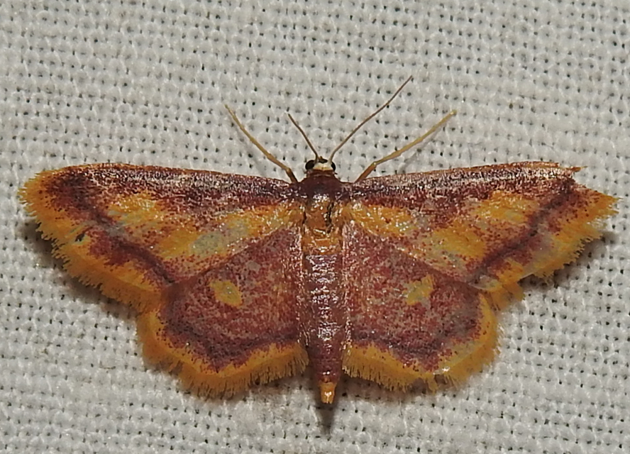 Idaea muricata - mocsári pirosaraszoló