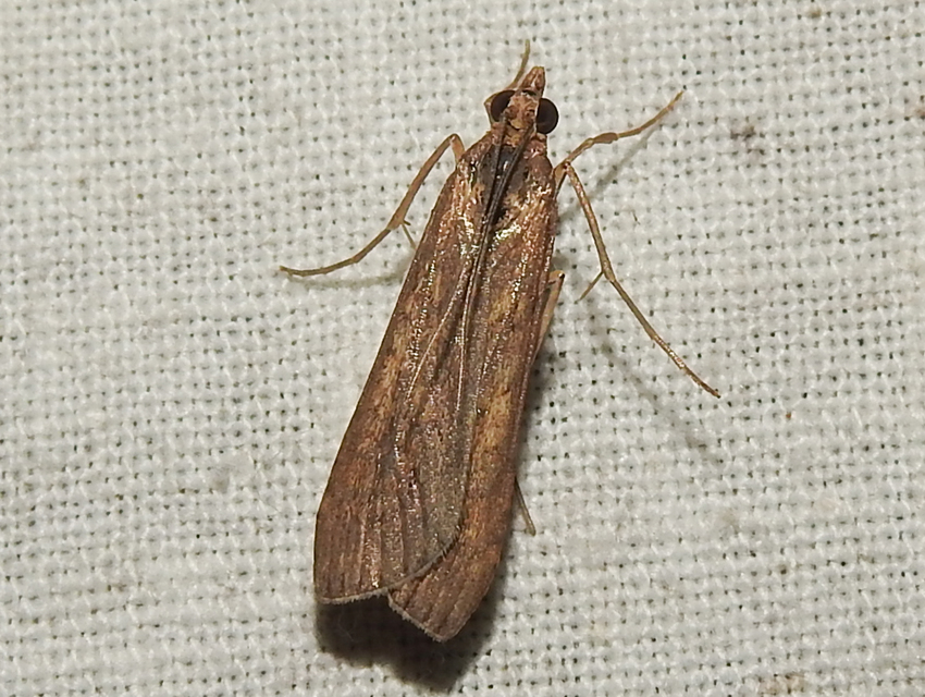 Nomophila noctuella - közönséges vándormoly