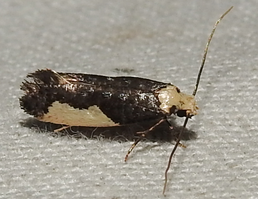 Monopis monachella - apácamoly