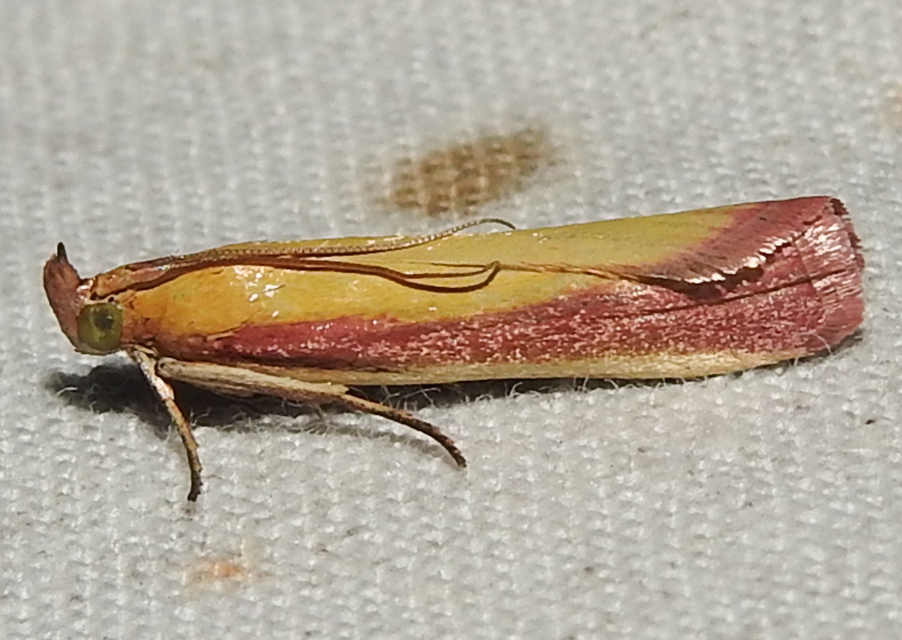 Oncocera semirubella - lucernamoly