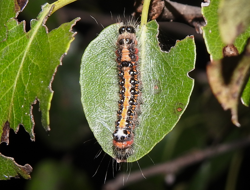 Acronicta tridens - barnás szigonyosbagoly