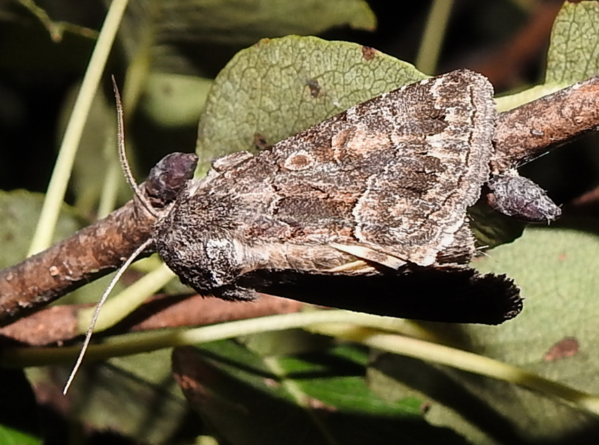 Thalpophila matura - fakó erdeibagoly