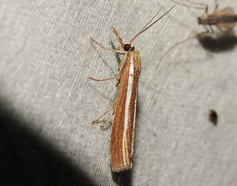 Agriphila